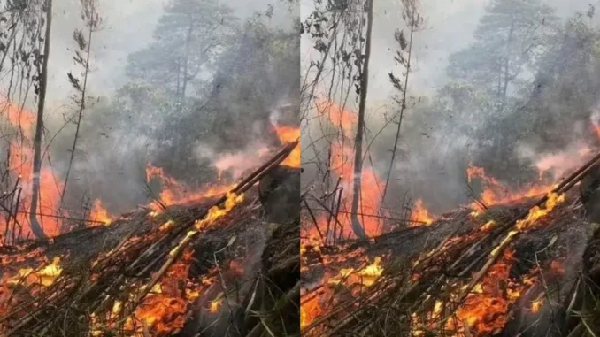 Xác định nguyên nhân vụ cháy hơn 20ha rừng ở Tuyên Quang Xác định nguyên nhân vụ cháy hơn 20ha rừng ở Tuyên Quang