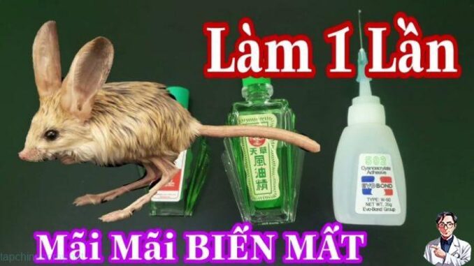 Chuột chạy rầm rầm trên trần nhà, làm ngay cách này là không còn tăm hơi, không hề tốn kém Chuột chạy rầm rầm trên trần nhà, làm ngay cách này là không còn tăm hơi, không hề tốn kém