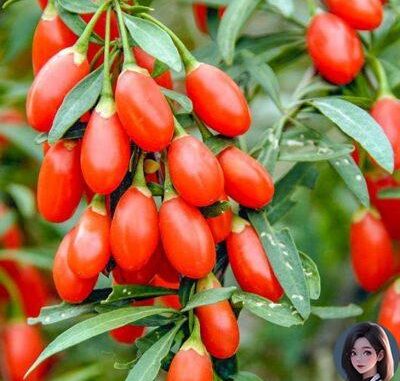 Cách phân biệt kỷ tử thật giả Cách phân biệt kỷ tử thật giả