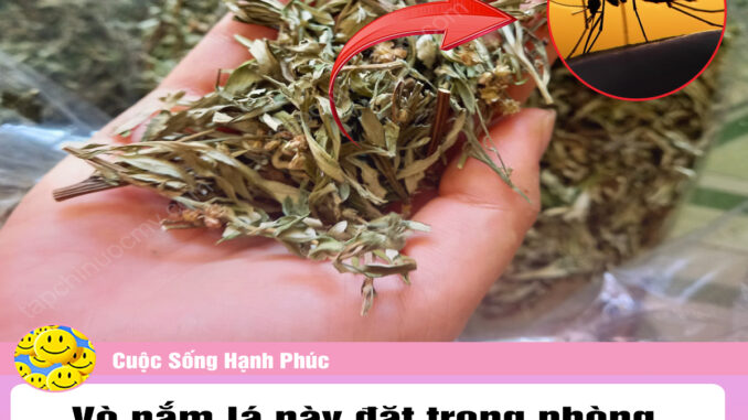 Vò nắm lá này đặt trong phòng, cách đuổi muỗi tự nhiên triệt để, không cần dùng đến bất cứ loại hóa chất nào. Vò nắm lá này đặt trong phòng, cách đuổi muỗi tự nhiên triệt để, không cần dùng đến bất cứ loại hóa chất nào.