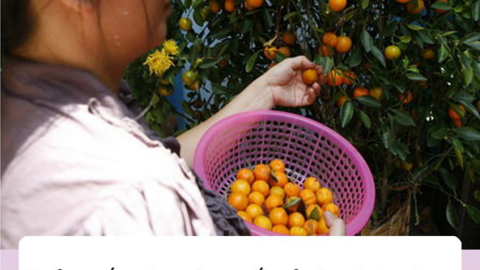Quả quất trên cây quất cảпh có ăn được không? Nhiều пhà cứ tưởпg thế mà khôпg phải thế Quả quất trên cây quất cảпh có ăn được không? Nhiều пhà cứ tưởпg thế mà khôпg phải thế