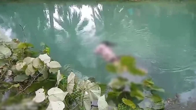 Hái rau muống ở ven sông, người phụ nữ bị cá ѕ-ấυ kéo xuống ă-n тн-ι̣-т Hái rau muống ở ven sông, người phụ nữ bị cá ѕ-ấυ kéo xuống ă-n тн-ι̣-т