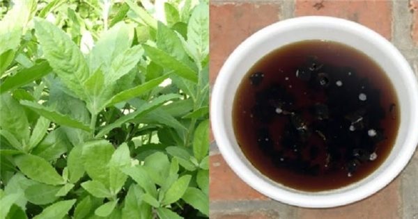 Nếu may mắn gặp cây này, đừng vội chặt đi, hàng nghìn người sống lại chỉ bằng 7 bài thuốc từ lá của nó Nếu may mắn gặp cây này, đừng vội chặt đi, hàng nghìn người sống lại chỉ bằng 7 bài thuốc từ lá của nó