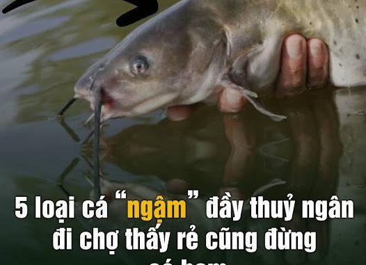 5 loại cá “ngậm” đầy thuỷ ngân, đi chợ thấy rẻ cũng đừng có ham 5 loại cá “ngậm” đầy thuỷ ngân, đi chợ thấy rẻ cũng đừng có ham