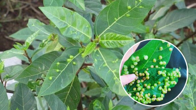 Công dụng ‘kỳ diệu’ từ lá sung: Cây thuốc quý ngay trong vườn nhà bạn Công dụng ‘kỳ diệu’ từ lá sung: Cây thuốc quý ngay trong vườn nhà bạn
