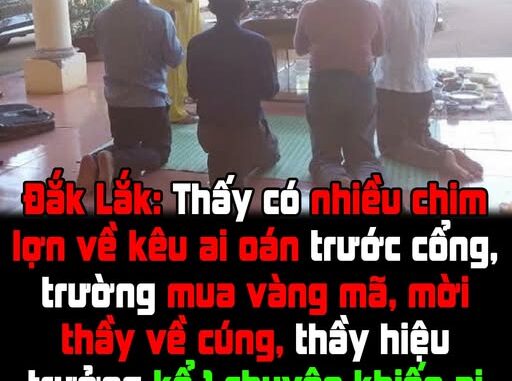 Thấy có nhiều chim lợn, trường mua vàng mã, mời thầy về cúng! Thấy có nhiều chim lợn, trường mua vàng mã, mời thầy về cúng!