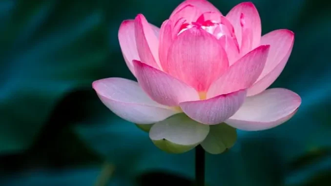 Tổ Tiên nói rằng: ‘Nhà có 5 niềm vui, quý nhân không mời mà đến’, 5 niềm vui đó là gì? Tổ Tiên nói rằng: ‘Nhà có 5 niềm vui, quý nhân không mời mà đến’, 5 niềm vui đó là gì?