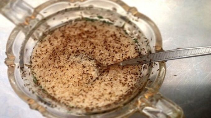 Cách đuổi sạch kiến khỏi lọ đường đơn giản, ai cũng nên biết rõ Cách đuổi sạch kiến khỏi lọ đường đơn giản, ai cũng nên biết rõ