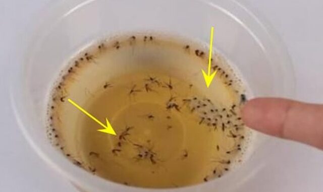 Muỗi sợ nhất bát nước này, đặt trong nhà muỗi nhiều mấy cũng đi hết, yên tâm mà ngủ Muỗi sợ nhất bát nước này, đặt trong nhà muỗi nhiều mấy cũng đi hết, yên tâm mà ngủ