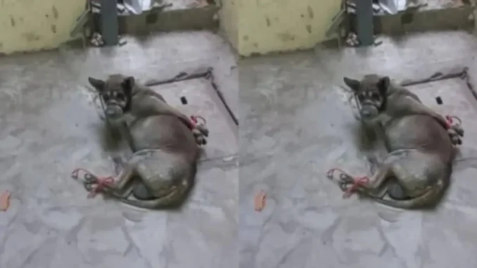 Một bảo vệ trường học ở Hải Phòng trần tình về hình ảnh chú chó bị trói