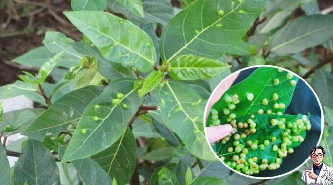 Công dụng ‘kỳ diệu’ từ lá sung: Cây thuốc quý ngay trong vườn nhà bạn