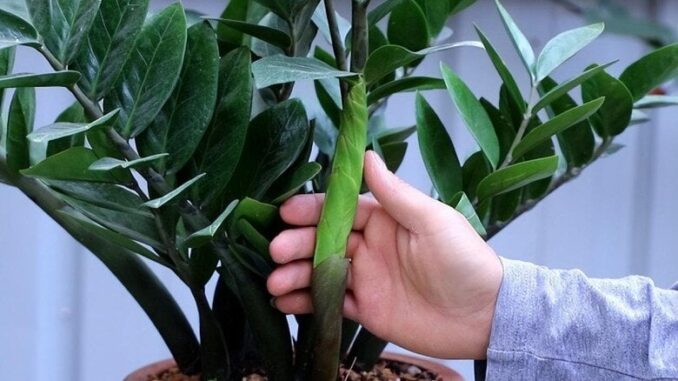 Nghèo trồng cỏ, giàu trồng cây: 6 cây cảnh cực hút tiền, sân nhà có 1/6 cũng tha hồ hưởng Nghèo trồng cỏ, giàu trồng cây: 6 cây cảnh cực hút tiền, sân nhà có 1/6 cũng tha hồ hưởng