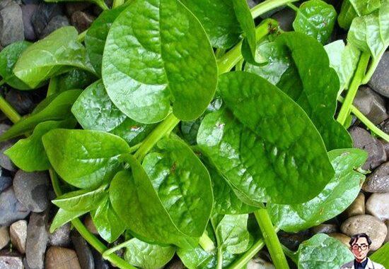 Rau mồng tơi mát, bổ nhưng 4 nhóm người này không nên ăn Rau mồng tơi mát, bổ nhưng 4 nhóm người này không nên ăn
