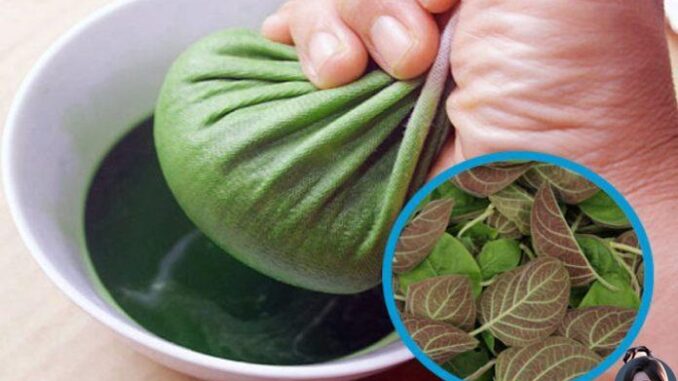 Tác dụng lá mơ với sức khỏe Tác dụng lá mơ với sức khỏe