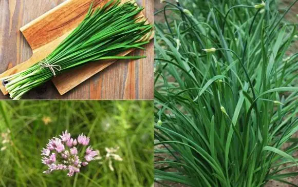 Đây là loại rau bổ hơn thịt, tốt hơn thuốc, cắm vào đất là mọc như cỏ dại nhưng ít người ăn Đây là loại rau bổ hơn thịt, tốt hơn thuốc, cắm vào đất là mọc như cỏ dại nhưng ít người ăn