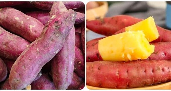 Khoai lang tốt nhưng tuyệt đối không ăn vào 2 thời điểm này Khoai lang tốt nhưng tuyệt đối không ăn vào 2 thời điểm này