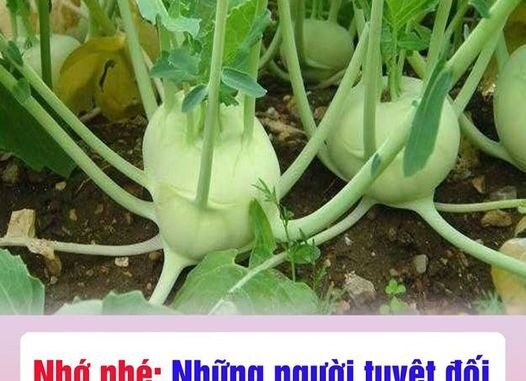 Những người tuyệt đối không ăn su hào dù thèm đến mấy Những người tuyệt đối không ăn su hào dù thèm đến mấy