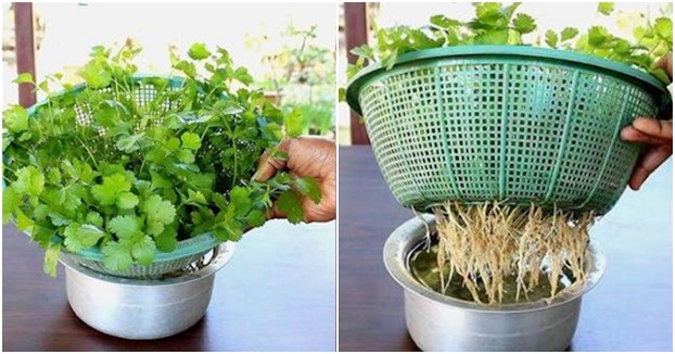 Cách trồng rau mùi đơn giản không cần đất, sau 10 ngày thu hoạch mỏi tay Cách trồng rau mùi đơn giản không cần đất, sau 10 ngày thu hoạch mỏi tay