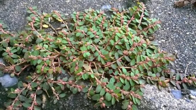 Cây cỏ sữa lá nhỏ có công dụng gì? Cây cỏ sữa lá nhỏ có công dụng gì?