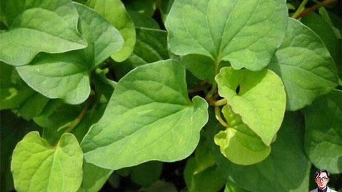 9 tác dụng của rau diếp cá mà ai cũng nên biết 9 tác dụng của rau diếp cá mà ai cũng nên biết