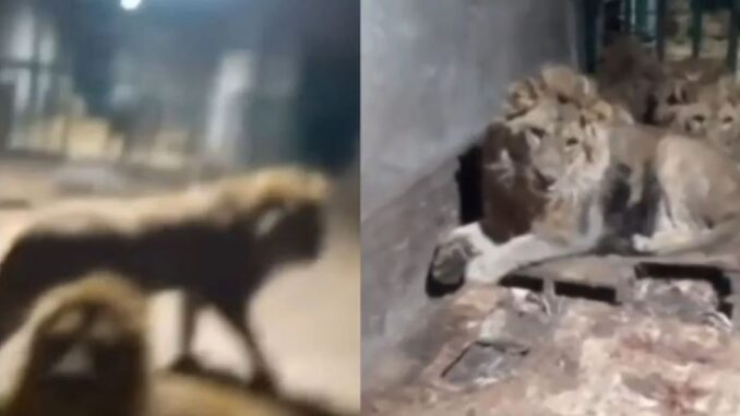 Sư tử cái xổng vào khu dân cư và vồ ch/;ế;t bé gái 14 tuổi Sư tử cái xổng vào khu dân cư và vồ ch/;ế;t bé gái 14 tuổi