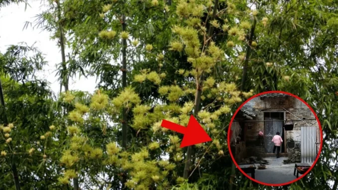 Bỗng nhiên thấy 4 dấu hiệu này trong nhà chứng tỏ gia chủ gặp thời đổi vận, phú quý sắp ập đến Bỗng nhiên thấy 4 dấu hiệu này trong nhà chứng tỏ gia chủ gặp thời đổi vận, phú quý sắp ập đến