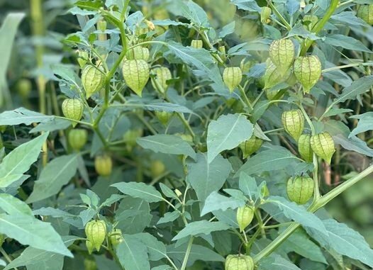 6 Tác dụng đáng kinh ngạc của cây tầm bóp và lưu ý khi sử dụng 6 Tác dụng đáng kinh ngạc của cây tầm bóp và lưu ý khi sử dụng