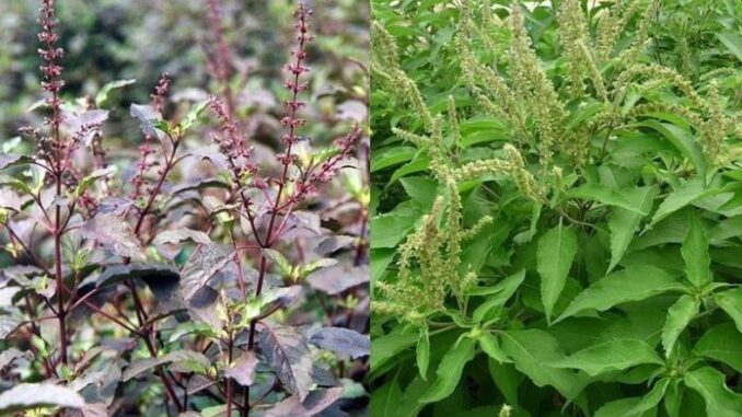 Loại cây ai ai cũng thờ ơ nhưng giúp chữa bách bện h, có nó cả năm không phải tới bệnh viện