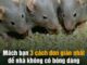 Mách bạn 3 cách đơn giản nhất để nhà không có bóng dáng con chuột nào