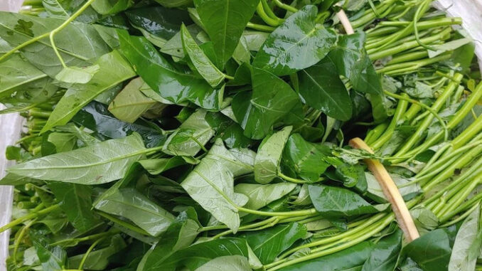 Rau ‘quốc dân’ của Việt Nam, ăn ngon mà ra chợ rẻ rề nhưng quý đến mức người Nhật sẵn sàng mua 100 nghìn/10 cọng Rau ‘quốc dân’ của Việt Nam, ăn ngon mà ra chợ rẻ rề nhưng quý đến mức người Nhật sẵn sàng mua 100 nghìn/10 cọng