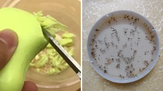 Cắt xà bông trộn với đường để góc nhà: Muỗi nổi đen, cả nhà sạch sẽ thơm tho ai cũng thích Cắt xà bông trộn với đường để góc nhà: Muỗi nổi đen, cả nhà sạch sẽ thơm tho ai cũng thích