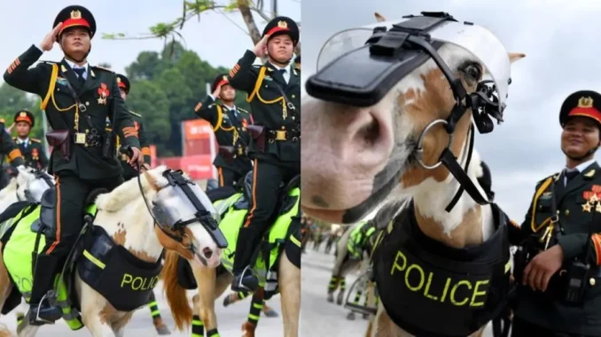 Điều thú vị về chú ngựa Út Ngáo nổi tiếng nhất đoàn kỵ binh Điều thú vị về chú ngựa Út Ngáo nổi tiếng nhất đoàn kỵ binh