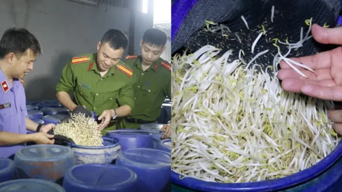 Thủ đoạn của 4 đối tượng sản xuất 3.500 tấn giá đỗ ngâm hóa chất Thủ đoạn của 4 đối tượng sản xuất 3.500 tấn giá đỗ ngâm hóa chất