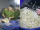 Thủ đoạn của 4 đối tượng sản xuất 3.500 tấn giá đỗ ngâm hóa chất