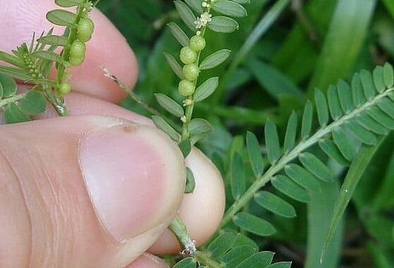Đừng bỏ qua tác dụng ít ai biết của cây chó đẻ răng cưa Đừng bỏ qua tác dụng ít ai biết của cây chó đẻ răng cưa