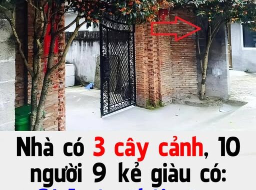 Nhà có 3 cây cảnh, 10 người 9 kẻ giàu có: Có 1 cây thôi cũng Phúc Lộc đong đầy Nhà có 3 cây cảnh, 10 người 9 kẻ giàu có: Có 1 cây thôi cũng Phúc Lộc đong đầy
