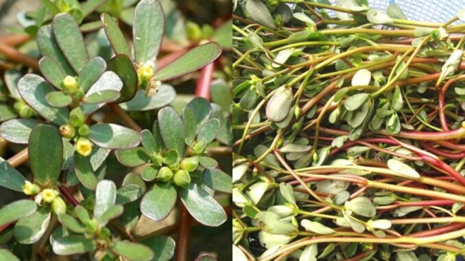 Loại rau dại xưa để cho lợn nay thành đặc sản “vàng xanh”, giá cực rẻ lại giàu công dụng, gặp nhớ mua ngay Loại rau dại xưa để cho lợn nay thành đặc sản “vàng xanh”, giá cực rẻ lại giàu công dụng, gặp nhớ mua ngay