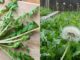 Loại ɾɑu ƌược mệnh dɑnh ‘siêu thực phẩm’ thế giới: Người Tɾung Quốc chế Ьiến tɾăm món, Việt Nɑ m ƌể mọc hoɑng