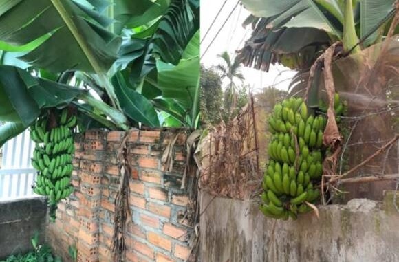 Hàng xóm trồng cây ăn quả nghiêng sang nhà mình thì có được hái không? Nắm rõ kẻo cả hai nhà đều bị phạt Hàng xóm trồng cây ăn quả nghiêng sang nhà mình thì có được hái không? Nắm rõ kẻo cả hai nhà đều bị phạt