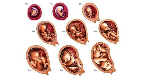 Con lớn từng ngày trong bụng mẹ - Nhật ký của em bé từ tuần 1 đến tuần 40 Con lớn từng ngày trong bụng mẹ - Nhật ký của em bé từ tuần 1 đến tuần 40