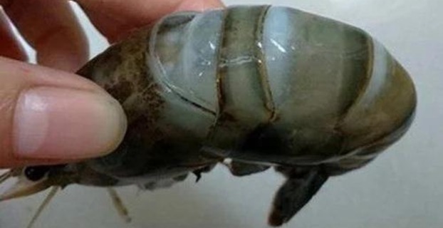 Đi chợ thấy loại tôm này, rẻ đến mấy cũng đừng bỏ tiền mua kẻo thêm bệnh vào người Đi chợ thấy loại tôm này, rẻ đến mấy cũng đừng bỏ tiền mua kẻo thêm bệnh vào người