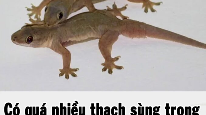 Có quá nhiều thạch sùng trong nhà, mách bạn mẹo nhỏ khiến chúng ‘một đi không trở lại’ Có quá nhiều thạch sùng trong nhà, mách bạn mẹo nhỏ khiến chúng ‘một đi không trở lại’
