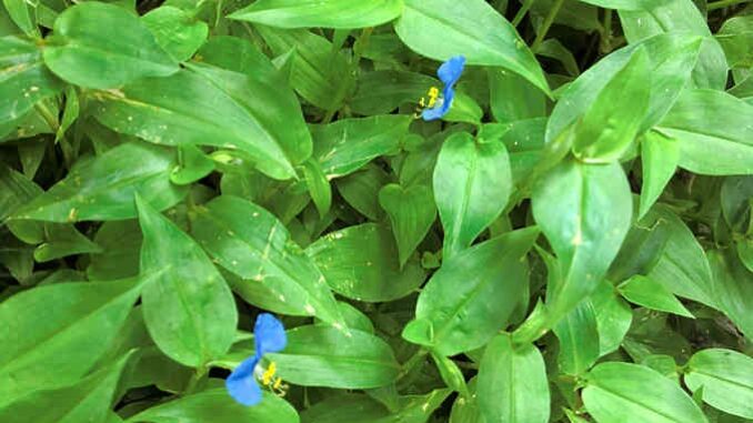 Loài rau mọc dại xưa nghèo mới ăn hóa ra vừa mát vừa bổ, ăn 1 lần nhớ cả đời Loài rau mọc dại xưa nghèo mới ăn hóa ra vừa mát vừa bổ, ăn 1 lần nhớ cả đời