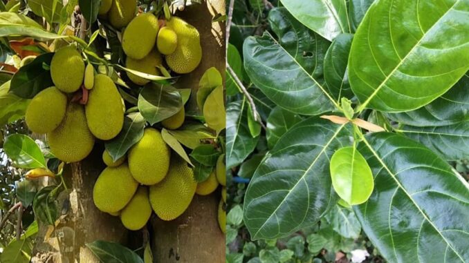 Tác dụng của lá mít, nhiều người không biết tận dụng thật tiếc! Tác dụng của lá mít, nhiều người không biết tận dụng thật tiếc!