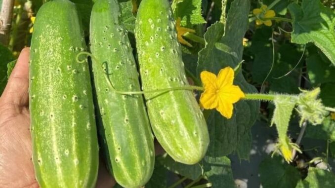 Những ai không nên ăn dưa chuột? Những ai không nên ăn dưa chuột?