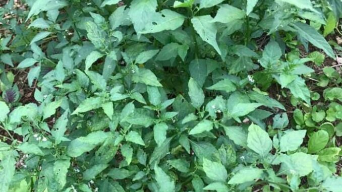 Rau tầm bóp có tác dụng gì? Rau tầm bóp có tác dụng gì?