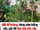 Có phải đền bù hoa màu khi lấy lại đất?