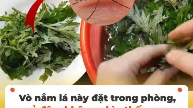 Vò nắm lá này đặt trong phòng, cả đêm không nhìn thấy con muỗi nào, yên tâm mà ngủ Vò nắm lá này đặt trong phòng, cả đêm không nhìn thấy con muỗi nào, yên tâm mà ngủ