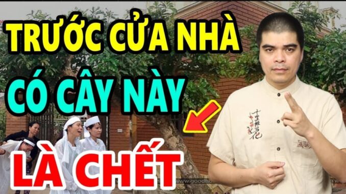 3 cây ác chớ trồng trước nhà: Đặc biệt loại thứ nhất, chặt ngay kẻo hối hận không kịp 3 cây ác chớ trồng trước nhà: Đặc biệt loại thứ nhất, chặt ngay kẻo hối hận không kịp