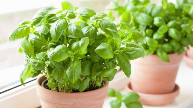 “Vua của các loại rau thơm” ăn vào giúp bổ cho tim mạch, phân hủy sỏi thận “Vua của các loại rau thơm” ăn vào giúp bổ cho tim mạch, phân hủy sỏi thận